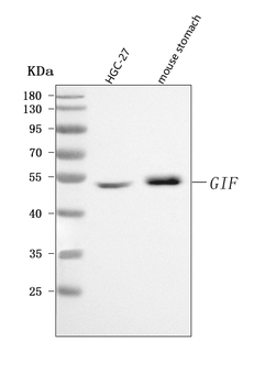 Anti-CBLIF Antibody