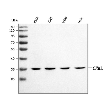 Anti-CRKL Antibody