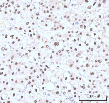 Anti-Nesprin3/SYNE3 Antibody