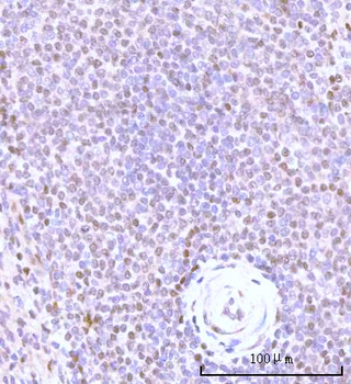 Anti-Nesprin3/SYNE3 Antibody