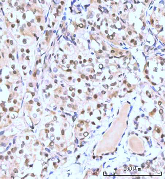 Anti-Nesprin3/SYNE3 Antibody