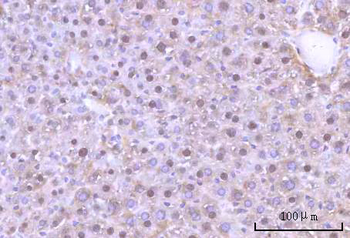 Anti-Nesprin3/SYNE3 Antibody