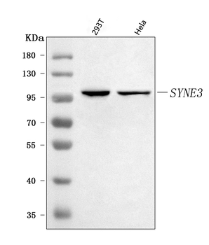Anti-Nesprin3/SYNE3 Antibody