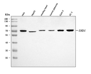 Anti-EHD4 Antibody