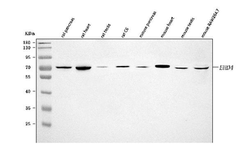 Anti-EHD4 Antibody