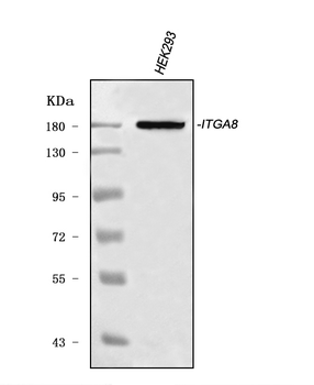 Anti-ITGA8 Antibody
