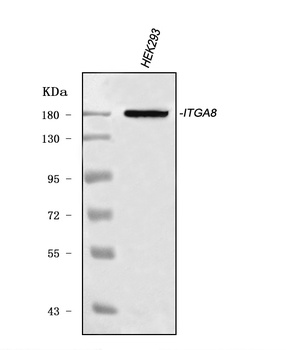 ITGA8 Antibody