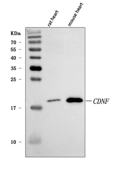 Anti-CDNF Antibody