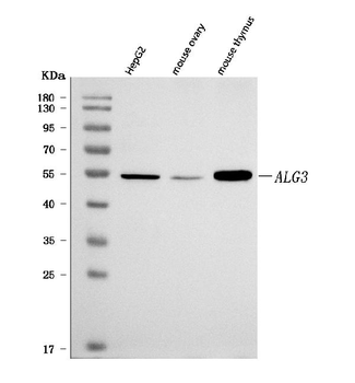 Anti-ALG3 Antibody