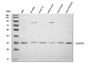RAB36 Antibody