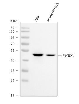 RBMS1 Antibody