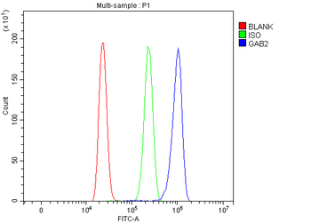 Anti-GAB2 Antibody