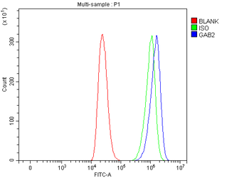 Anti-GAB2 Antibody