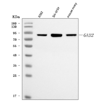 Anti-GAB2 Antibody