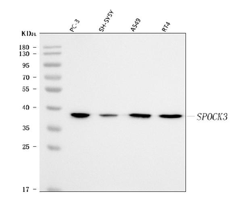 Anti-SPOCK3 Antibody