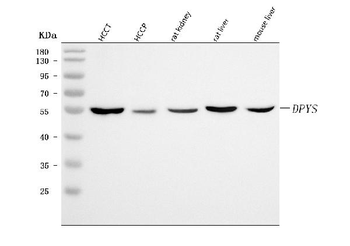 Anti-DPYS Antibody