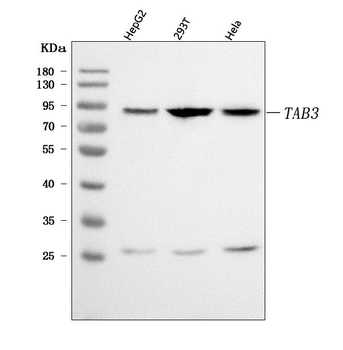 Anti-TAB3 Antibody