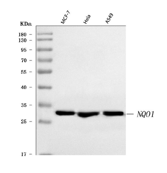 Anti-NQO1 Antibody