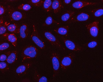 Anti-NLRX1 Antibody