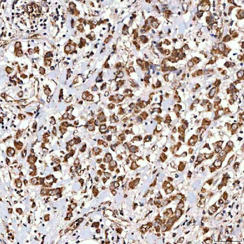 Anti-NLRX1 Antibody