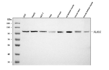 Anti-NLRX1 Antibody