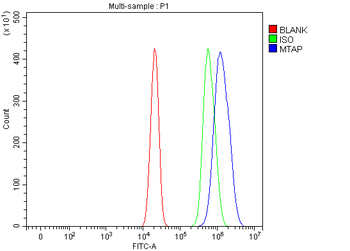 MTAP Rabbit Polyclonal Antibody