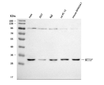 MTAP Rabbit Polyclonal Antibody