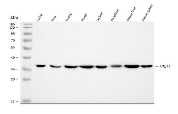 Anti-MDH1 Antibody