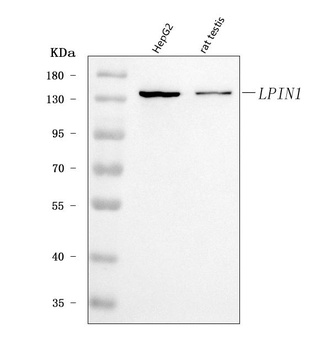 Lipin 1/LPIN1 Antibody