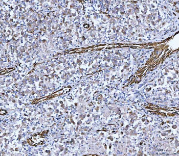 Anti-PTRF/CAVIN1 Antibody