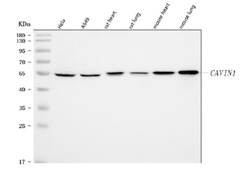 Anti-PTRF/CAVIN1 Antibody