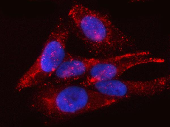 Anti-PTRF/CAVIN1 Antibody