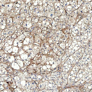 Anti-PTRF/CAVIN1 Antibody