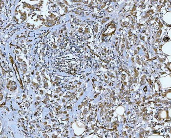 Anti-PTRF/CAVIN1 Antibody