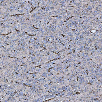 Anti-PTRF/CAVIN1 Antibody