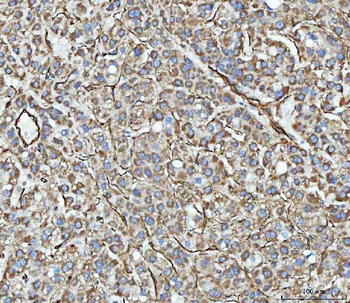 Anti-PTRF/CAVIN1 Antibody