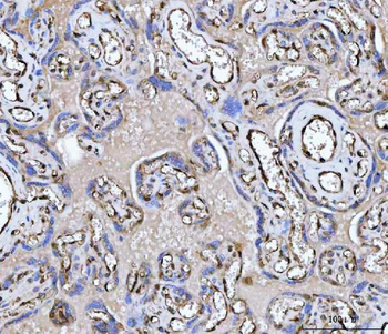 Anti-PTRF/CAVIN1 Antibody