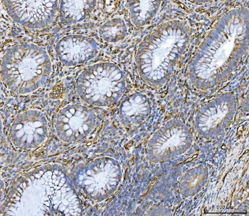 Anti-PTRF/CAVIN1 Antibody