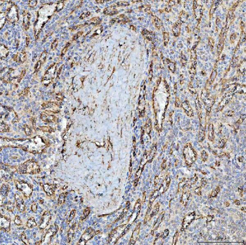 Anti-PTRF/CAVIN1 Antibody