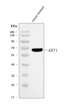 Anti-Cytokeratin 1/Krt1 Antibody