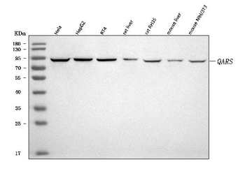 Anti-QARS1 Antibody