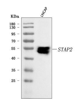 STAP2 Antibody