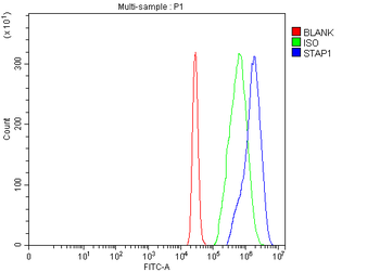 STAP-1/STAP1 Antibody