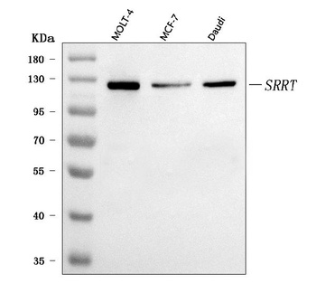 ARS2/SRRT Antibody
