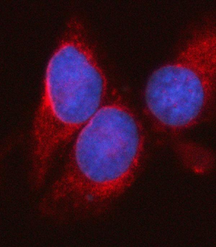 Anti-SYT16 Antibody