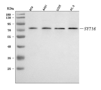Anti-SYT16 Antibody