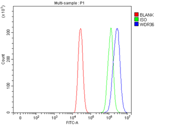 WDR36 Antibody