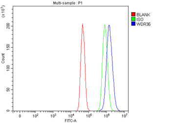 Anti-WDR36 Antibody