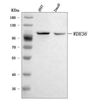 Anti-WDR36 Antibody