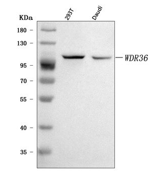 WDR36 Antibody
